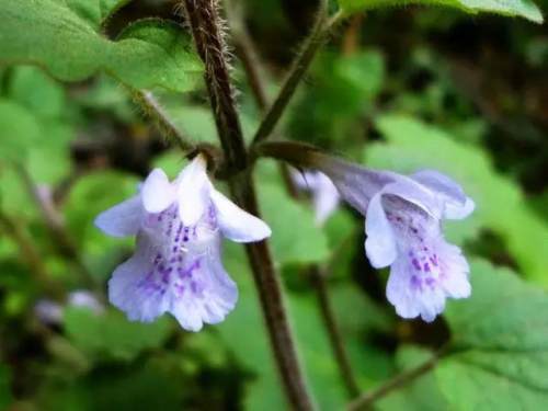 榆林成“花花世界”可这是都什么花？春天最难的课来了
