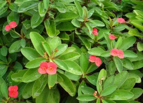 榆林成“花花世界”可这是都什么花？春天最难的课来了