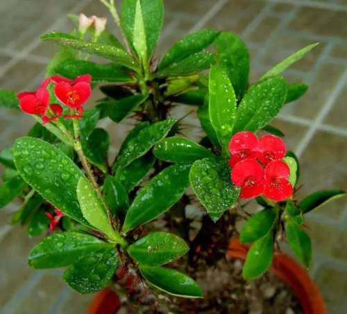 榆林成“花花世界”可这是都什么花？春天最难的课来了