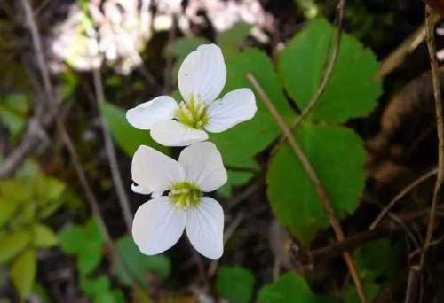 榆林成“花花世界”可这是都什么花？春天最难的课来了