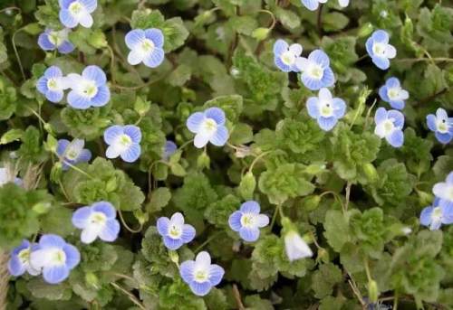 榆林成“花花世界”可这是都什么花？春天最难的课来了