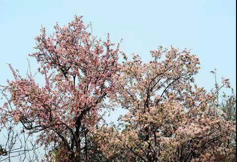 榆林成“花花世界”可这是都什么花？春天最难的课来了