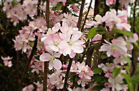 榆林成“花花世界”可这是都什么花？春天最难的课来了