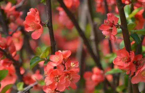 榆林成“花花世界”可这是都什么花？春天最难的课来了