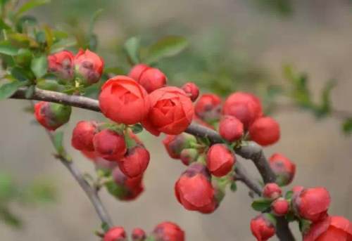 榆林成“花花世界”可这是都什么花？春天最难的课来了