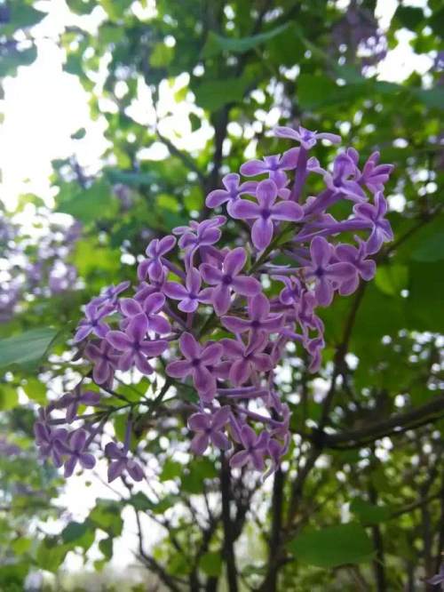 榆林成“花花世界”可这是都什么花？春天最难的课来了