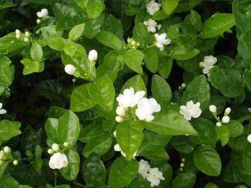 榆林成“花花世界”可这是都什么花？春天最难的课来了