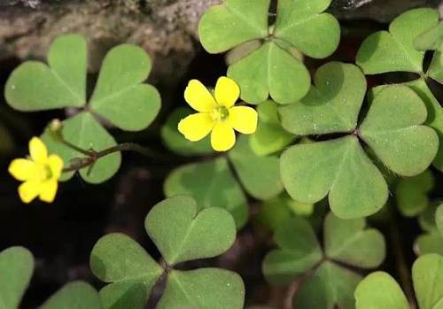 榆林成“花花世界”可这是都什么花？春天最难的课来了