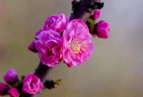 榆林成“花花世界”可这是都什么花？春天最难的课来了