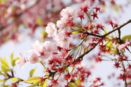 榆林成“花花世界”可这是都什么花？春天最难的课来了