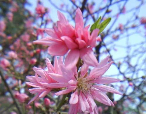 榆林成“花花世界”可这是都什么花？春天最难的课来了