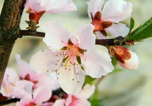 榆林成“花花世界”可这是都什么花？春天最难的课来了