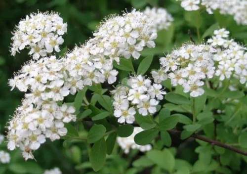 榆林成“花花世界”可这是都什么花？春天最难的课来了