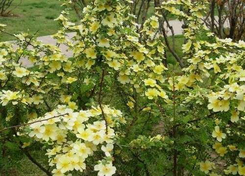 榆林成“花花世界”可这是都什么花？春天最难的课来了