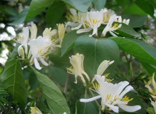 榆林成“花花世界”可这是都什么花？春天最难的课来了