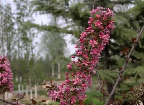 榆林成“花花世界”可这是都什么花？春天最难的课来了