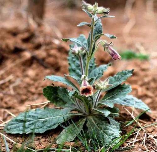 榆林成“花花世界”可这是都什么花？春天最难的课来了
