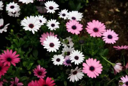 榆林成“花花世界”可这是都什么花？春天最难的课来了