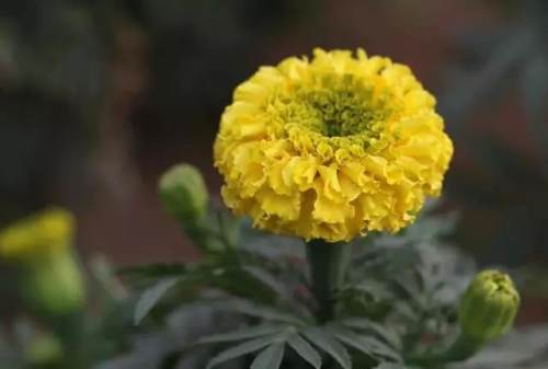 榆林成“花花世界”可这是都什么花？春天最难的课来了