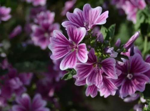 榆林成“花花世界”可这是都什么花？春天最难的课来了