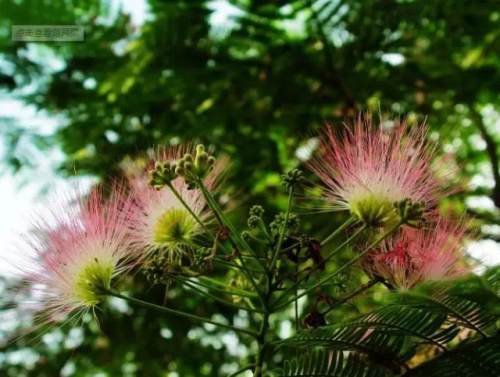 榆林成“花花世界”可这是都什么花？春天最难的课来了
