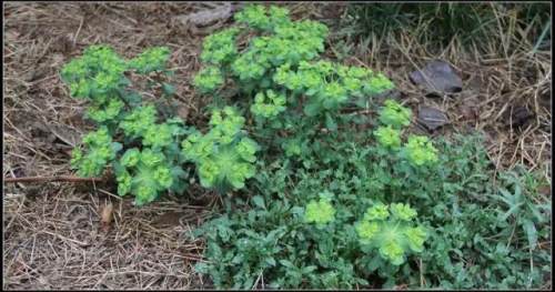 榆林成“花花世界”可这是都什么花？春天最难的课来了