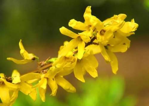 榆林成“花花世界”可这是都什么花？春天最难的课来了