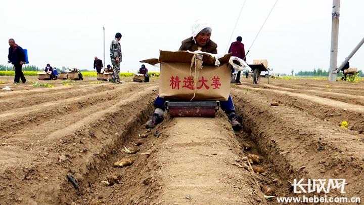 生姜种植新模式助农增收,安平县借力特色种植助推乡村振兴