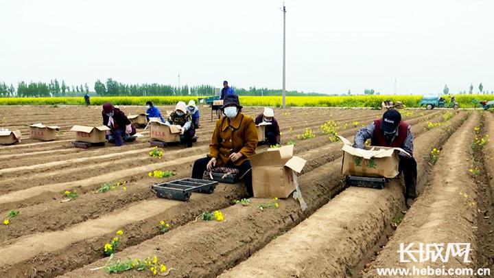 生姜种植新模式助农增收,安平县借力特色种植助推乡村振兴
