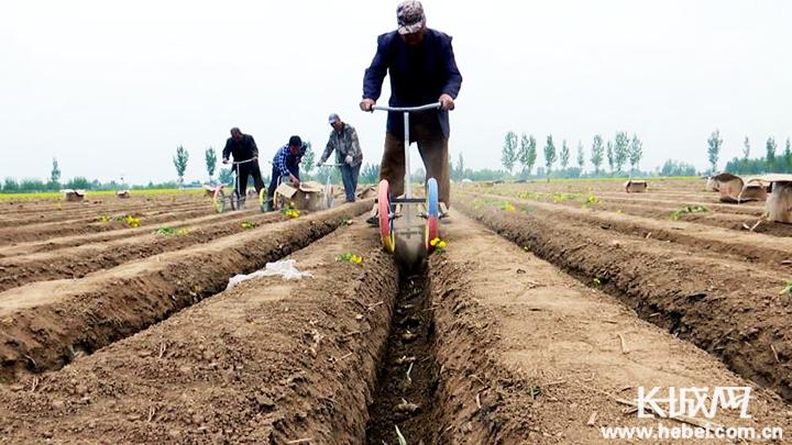 生姜种植新模式助农增收,安平县借力特色种植助推乡村振兴