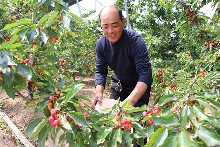 奋斗百年路启航新征程同心奔小康立下“军令状”攻坚“万元果”——长武县奋力打好果业振兴之战