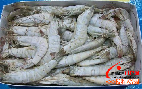 今年进口虾价格为什么便宜,进口虾类最新消息
