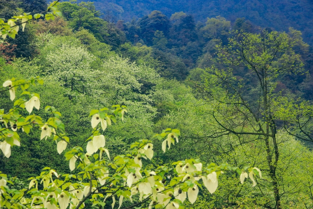 荥经一日游攻略,荥经县一日游最佳去处