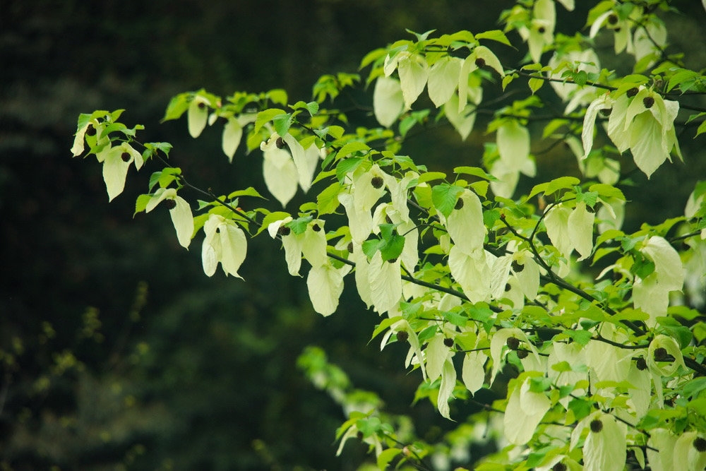 荥经一日游攻略,荥经县一日游最佳去处