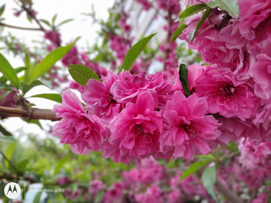 motorolag54值得入手吗,motorolag50价格