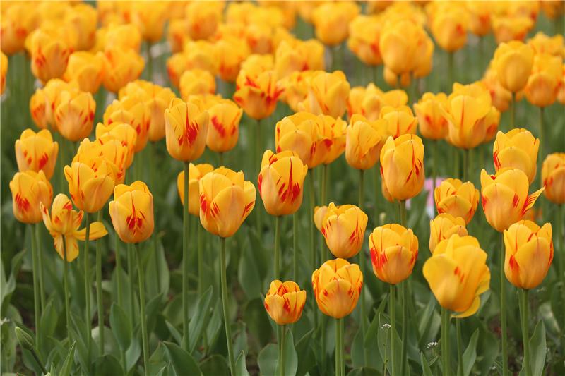 北京五一出游攻略大全,五一假期出游攻略江西