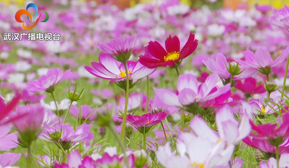 木兰草原旅游详细攻略,木兰草原值得游玩项目有哪些