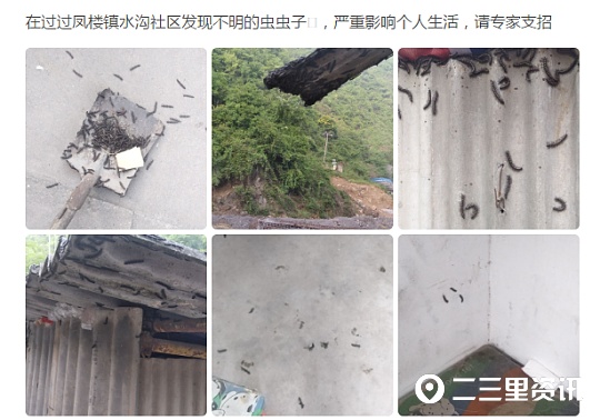 马陆虫又在商南过风楼境内出现，农综站干部盼专家给予防治建议