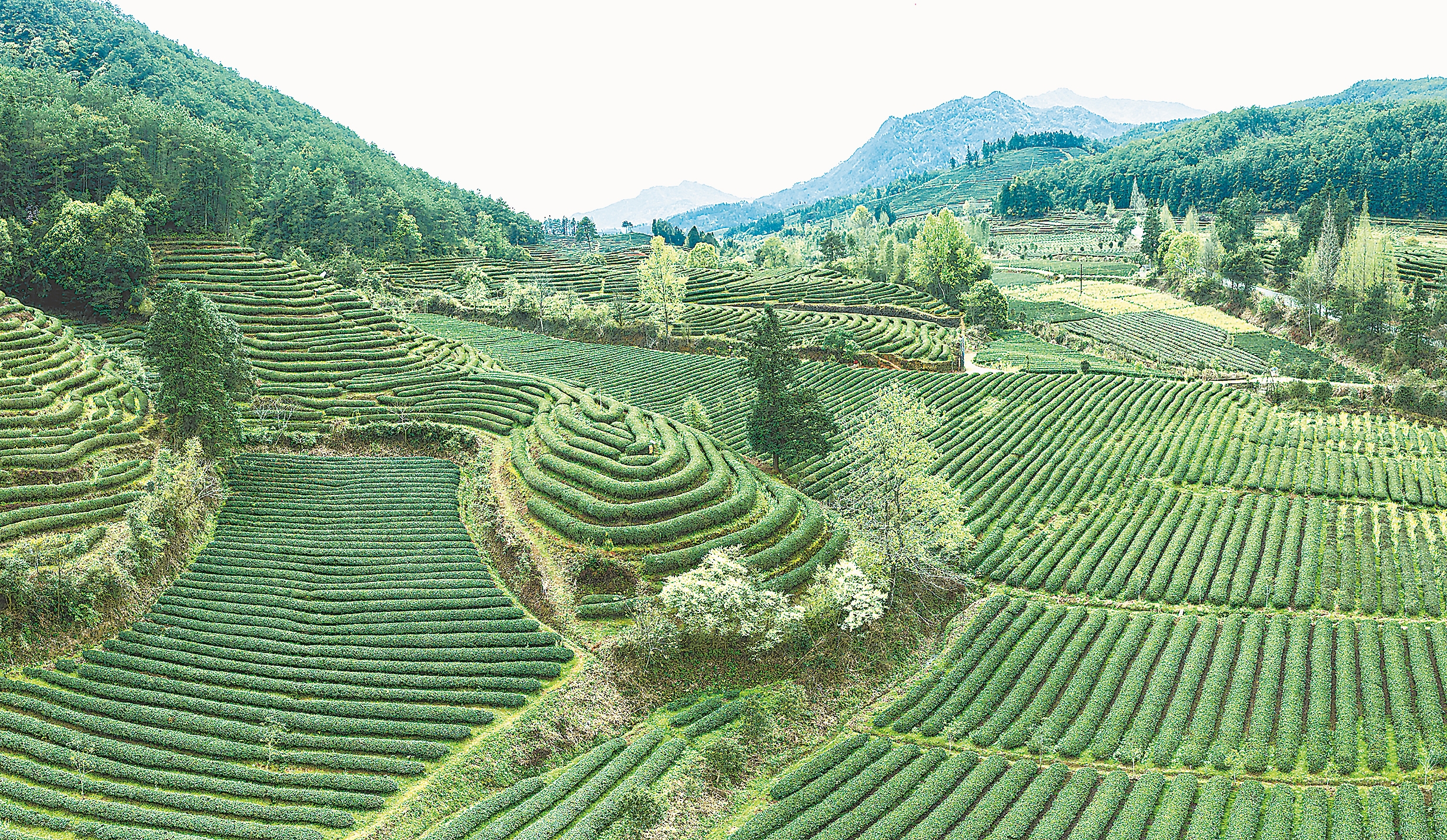 四川茶园管理机,茶园耕田机