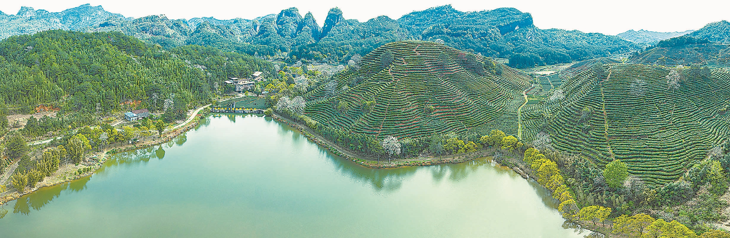 四川茶园管理机,茶园耕田机