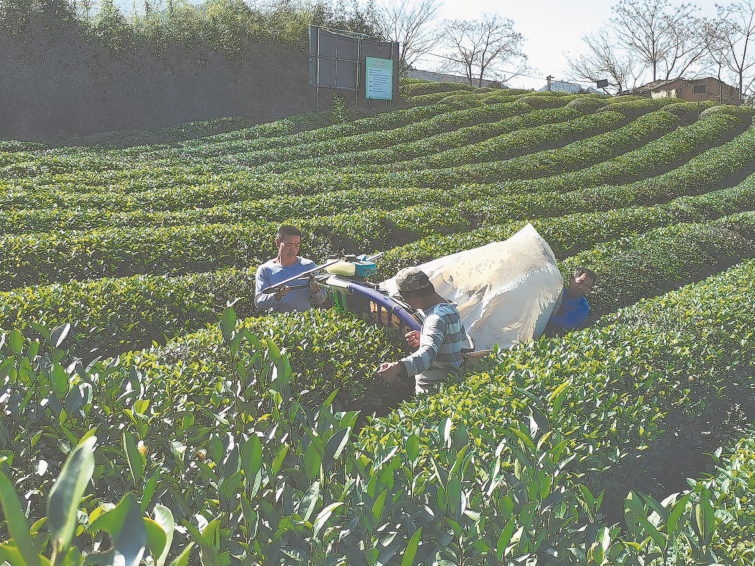 四川茶园管理机,茶园耕田机