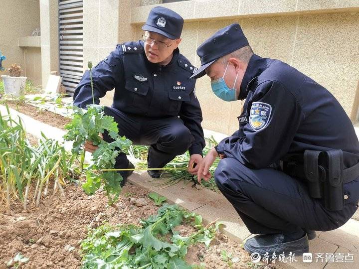 济南一市民竟在自家院里种*粟罂**，民警无人机巡查发现上门“铲毒”