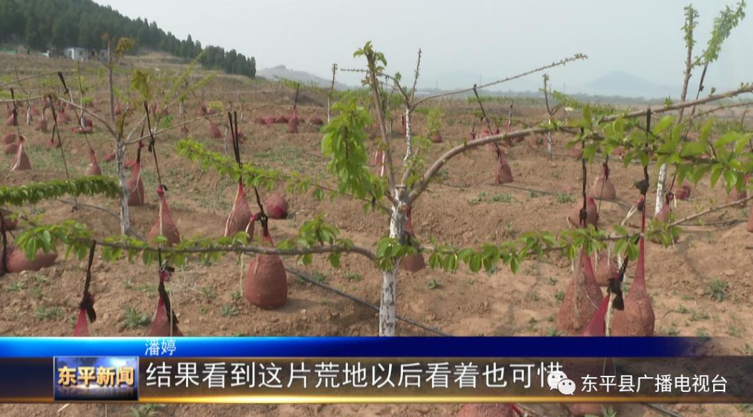 巾帼“愚公”潘婷：誓让荒山换新颜