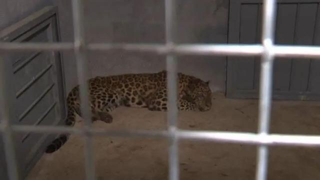 半岛聚焦丨只认“金钱”不识“豹”,为了流量闹哪样?盘点杭州“瞒豹”事件始末