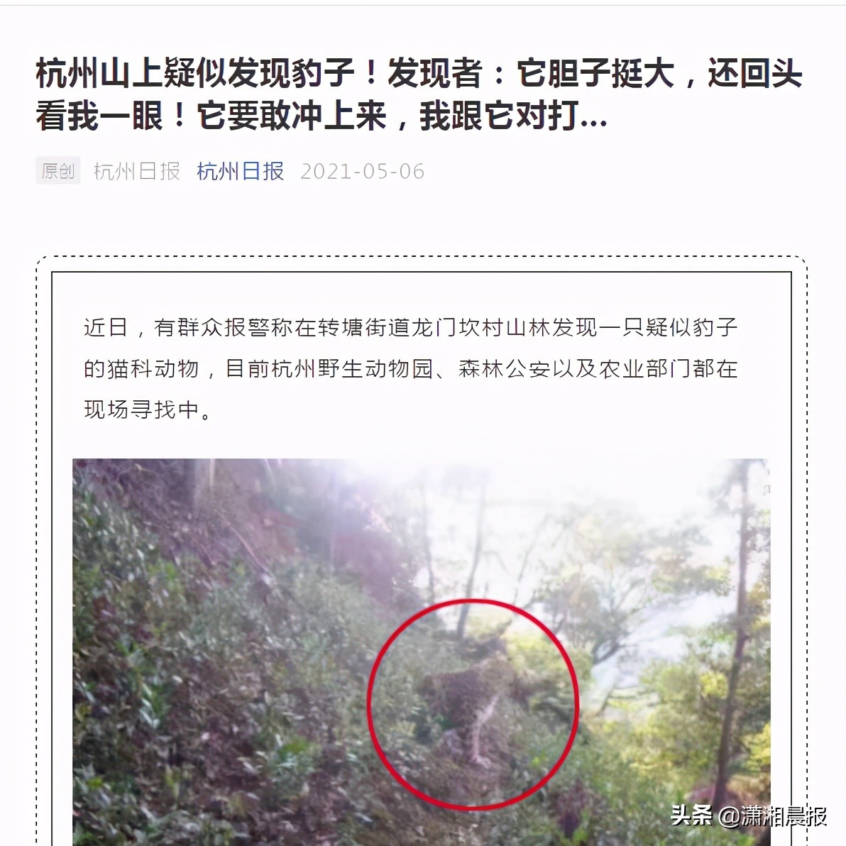 半岛聚焦丨只认“金钱”不识“豹”，为了流量闹哪样？盘点杭州“瞒豹”事件始末