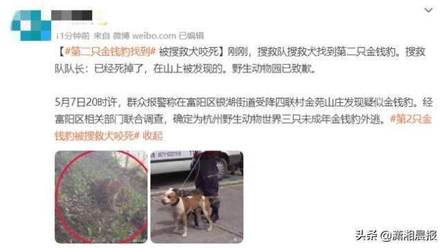半岛聚焦丨只认“金钱”不识“豹”,为了流量闹哪样?盘点杭州“瞒豹”事件始末