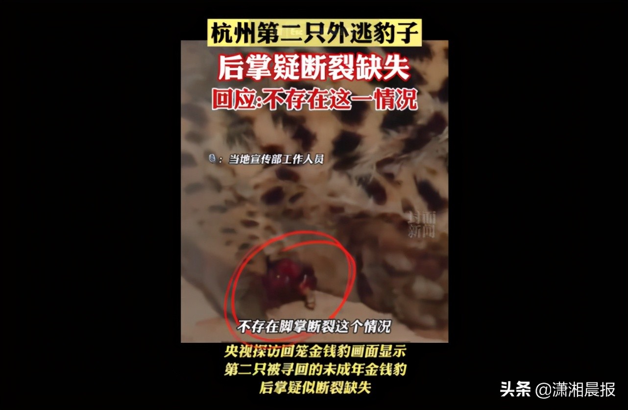 半岛聚焦丨只认“金钱”不识“豹”,为了流量闹哪样?盘点杭州“瞒豹”事件始末