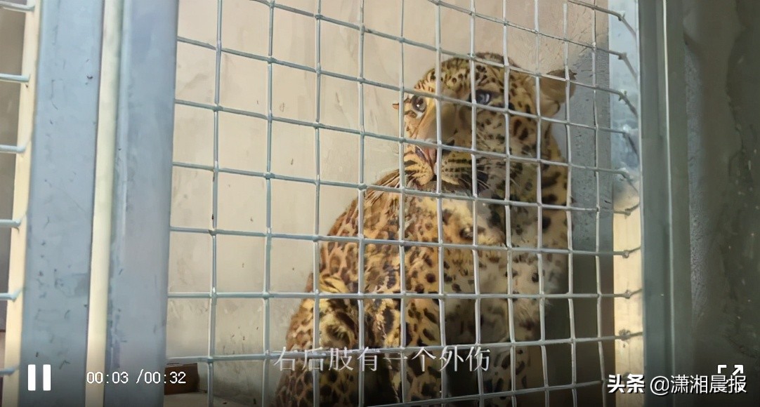 半岛聚焦丨只认“金钱”不识“豹”，为了流量闹哪样？盘点杭州“瞒豹”事件始末