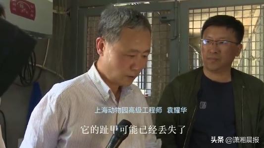 半岛聚焦丨只认“金钱”不识“豹”,为了流量闹哪样?盘点杭州“瞒豹”事件始末