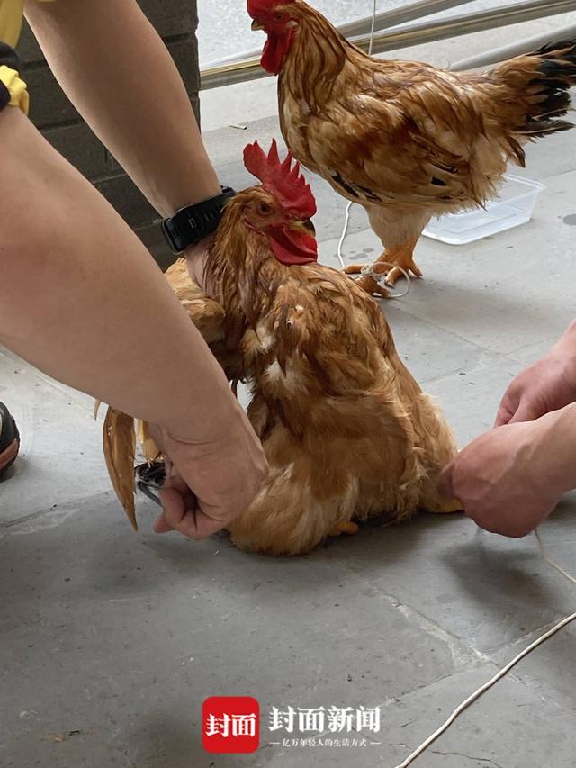 半岛聚焦丨只认“金钱”不识“豹”,为了流量闹哪样?盘点杭州“瞒豹”事件始末